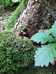 Mycena sanguinolenta