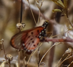 Acraea neobule