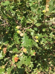 Quercus pubescens