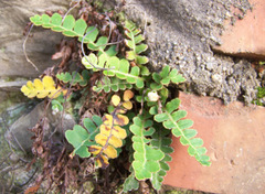 Asplenium ceterach