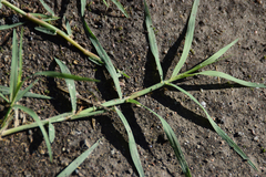 Paspalum distichum