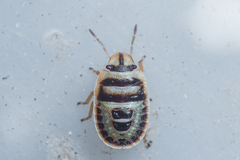 Sciocoris macrocephalus