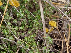 Helichrysum kraussii