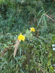 Oenothera villosa