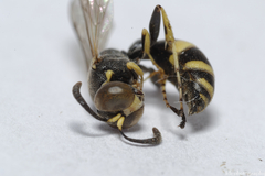 Ammatomus coarctatus