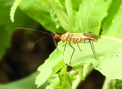 Zelus grassans
