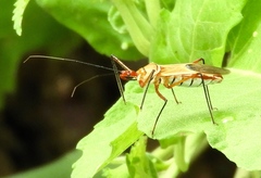 Zelus grassans