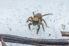 Euophrys