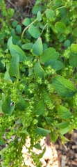 Acalypha ostryifolia