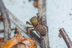 Euophrys