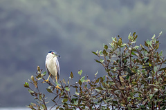 Nycticorax nycticorax