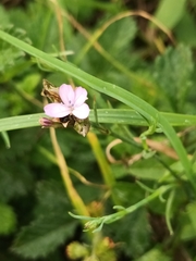 Petrorhagia prolifera