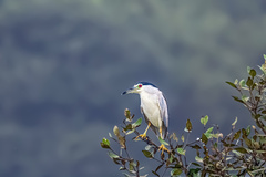 Nycticorax nycticorax