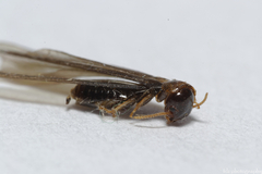 Kalotermes flavicollis