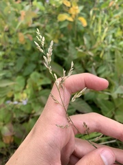 Poa compressa