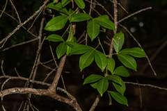 Zanthoxylum asiaticum image