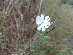Silene latifolia