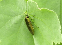 Agaeocera scintillans