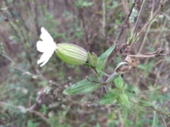 Silene latifolia