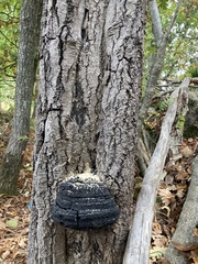 Phellinus tremulae