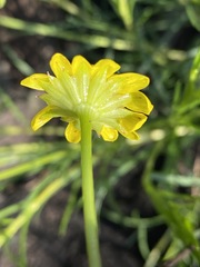Euryops laxus