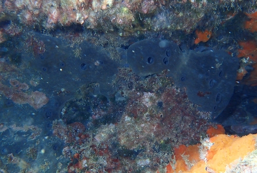grey leather sponge, Platja de la Pelosa, 17480, 17480, Girona, Espanya, photo 7 of 10