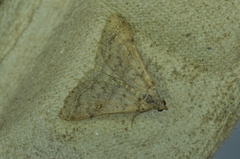 Bleptina caradrinalis