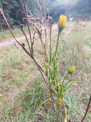 Tragopogon orientalis
