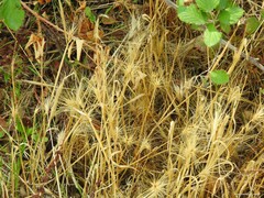 Hordeum murinum leporinum