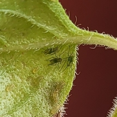 Macrosiphum rosae