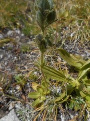 Veronica bellidioides
