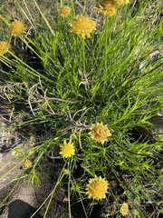 Euryops laxus