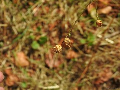 Mantisalca salmantica