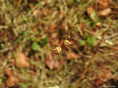 Mantisalca salmantica