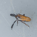 Caliscelis bolivari - Photo (c) Óscar Mendez, μερικά δικαιώματα διατηρούνται (CC BY-NC), uploaded by Óscar Mendez