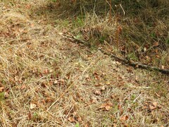 Mantisalca salmantica