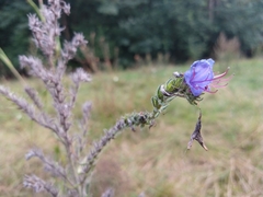 Echium vulgare