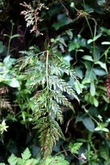 Asplenium onopteris