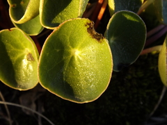 Peperomia monticola