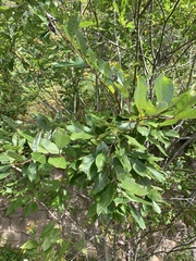 Salix pyrifolia