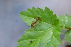 Myrmica