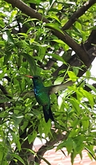 Chlorostilbon lucidus