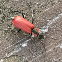 Anthocomus rufus