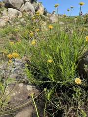 Euryops laxus