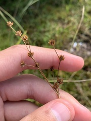 Juncus articulatus