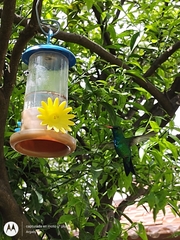 Chlorostilbon lucidus
