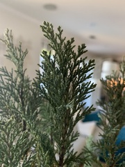 Chamaecyparis obtusa