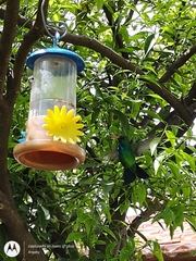 Chlorostilbon lucidus