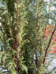 Chamaecyparis obtusa