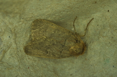Orthodes cynica